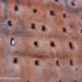 Dettaglio mura di Rabat con piccione nelle feritoie