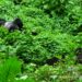 Gorilla di Montagna: Silverback e famiglia