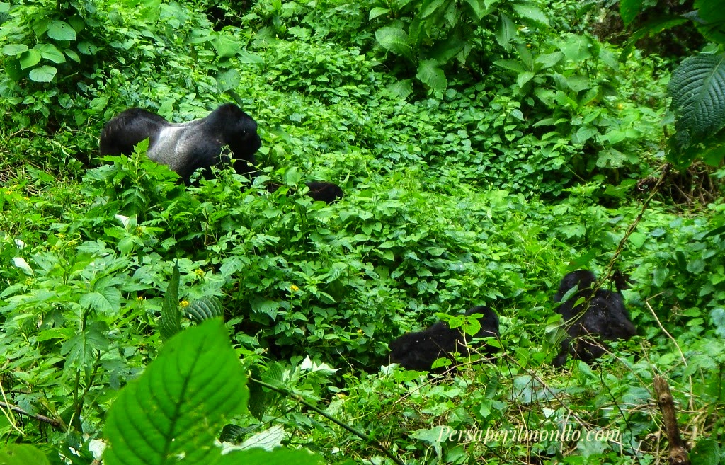Gorilla di Montagna: Silverback e famiglia