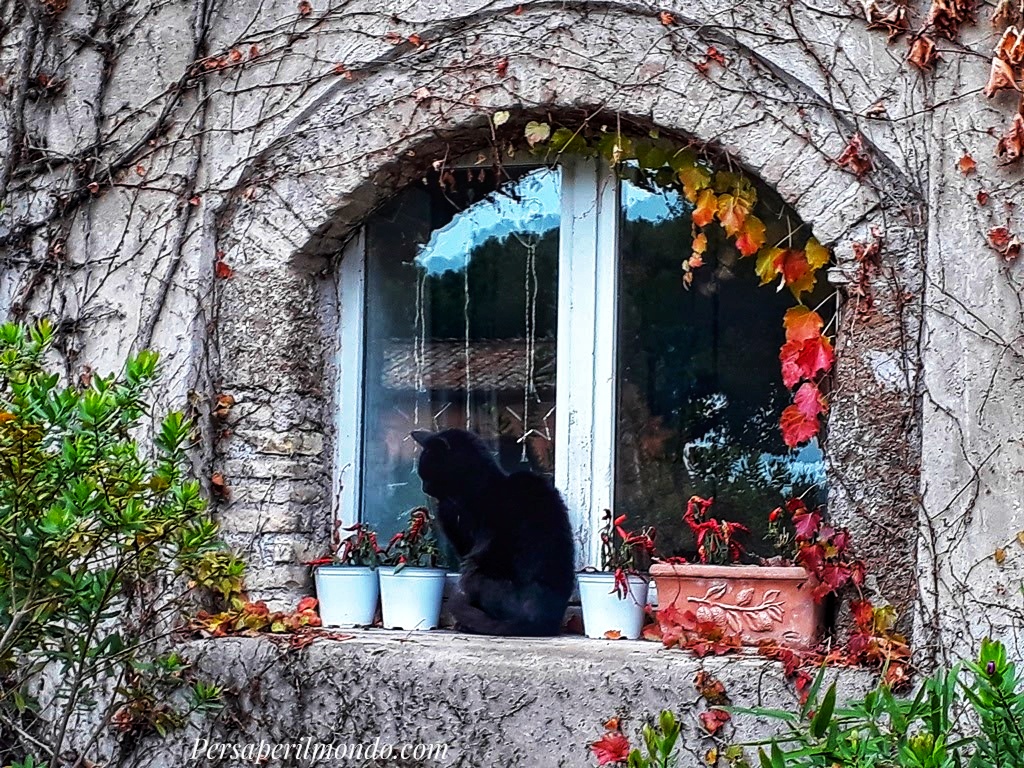 Gatto nero su davanzale ad Ostia Antica