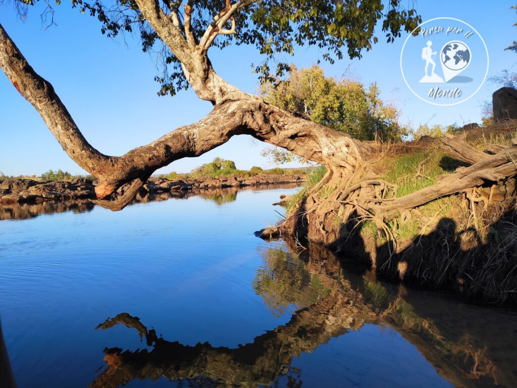 Tronco di albero e suo riflesso sulle acque del fiume Zambesi