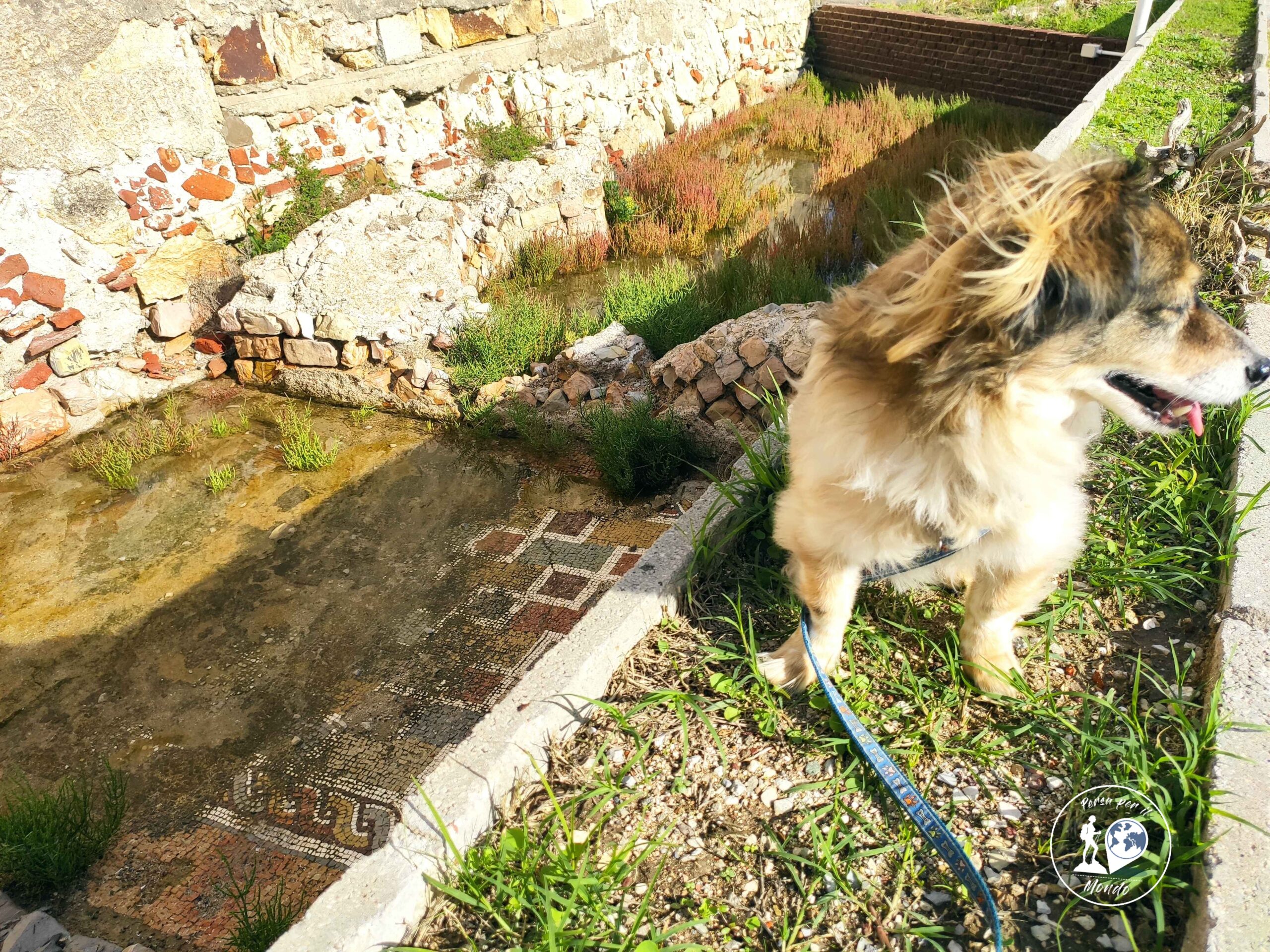 Cane che guarda dall'altro lato rispetto alla pozza d'acqua sul mosaico romano