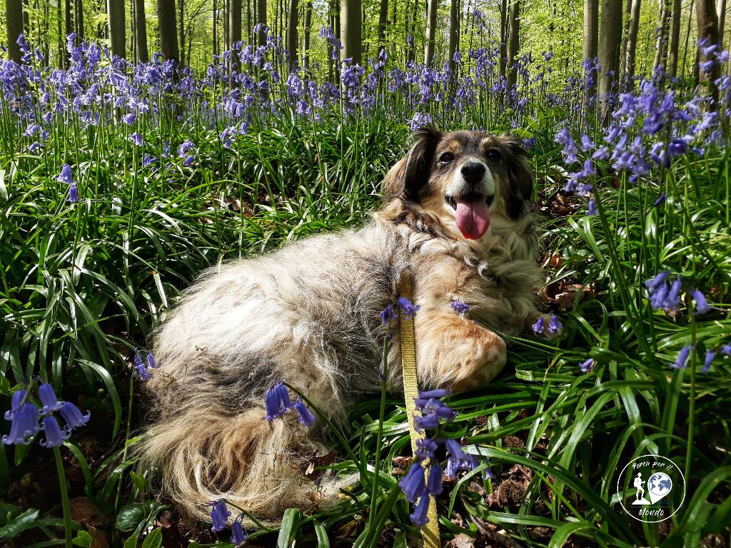 Zoe (cane adorabile) su un campo di Giacinti ad Hallerbois