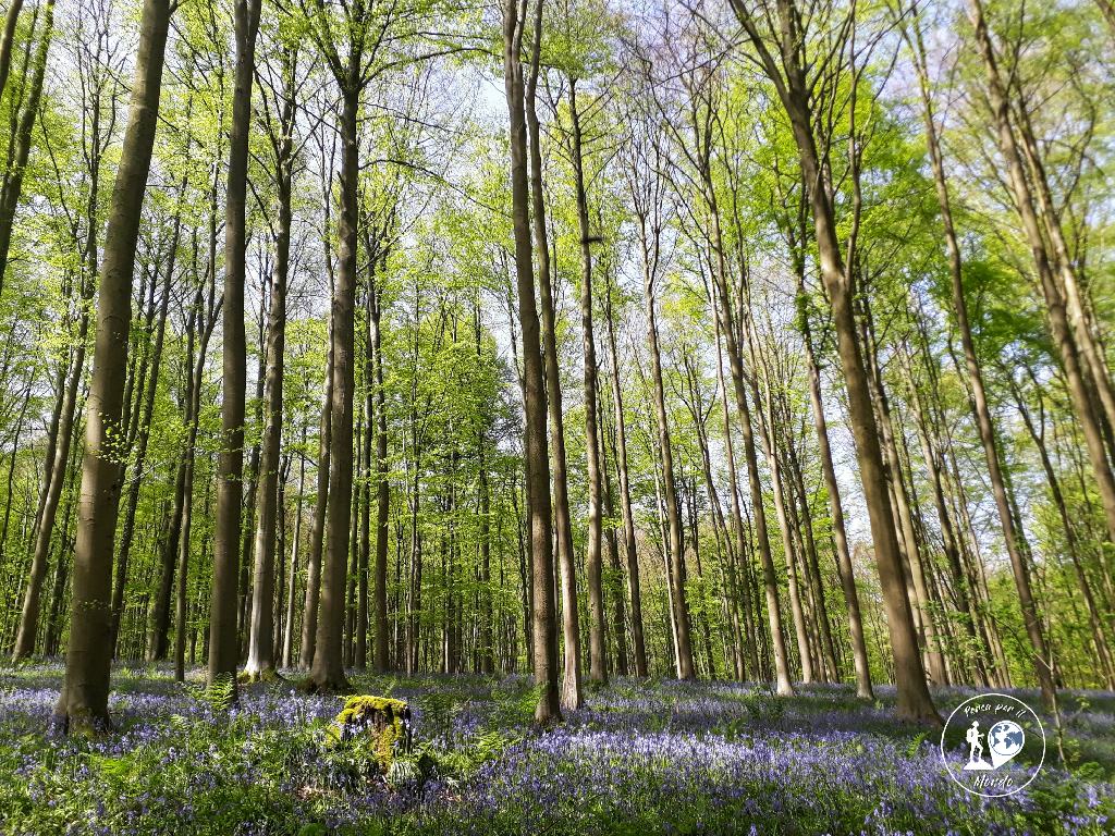 Bosco di alberi ad alto fusto con tappeto di giacinti azzurri ai loro piedi