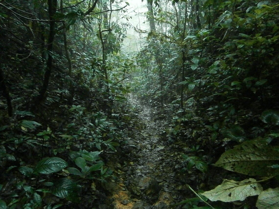 Pioggia nella foresta pluviale
